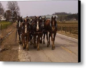 Clydesdale Amish Plow Team